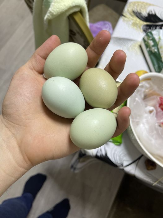Продам домашних курей