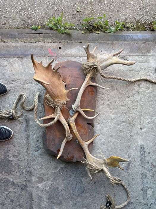 Полилей от естествени еленски рога (лопатар)