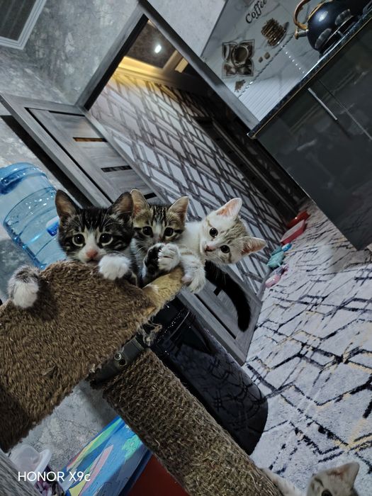 Продаётся Бенгальские Котята Новогодняя акция