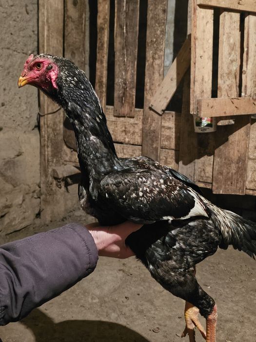 Продаю Бойцовыж Жужя