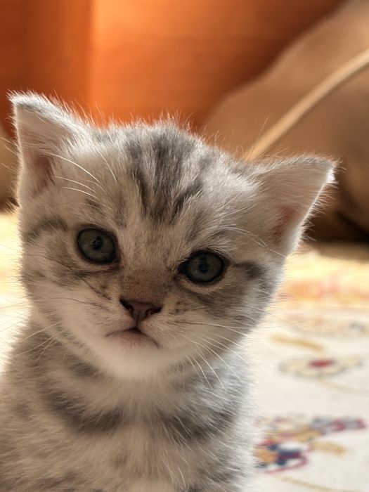 Котенок шатландец