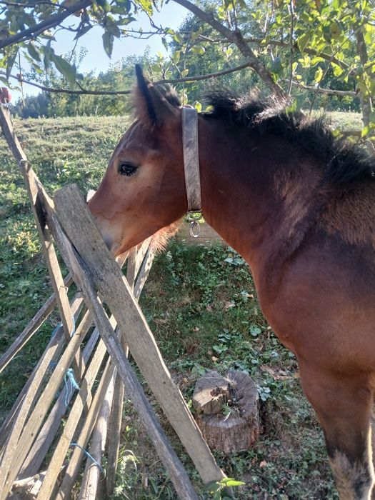 Vând mânz murg de 4 luni jumatate
