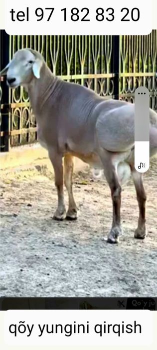 Qõy yungini olish xizmati