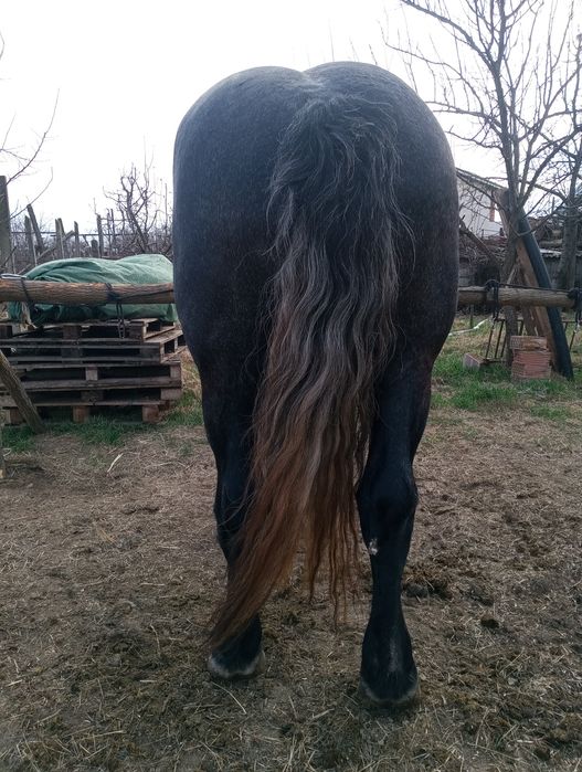 Armăsar Percheron pentru monta