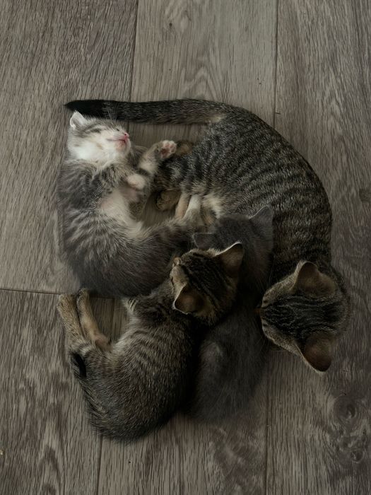 Котята ищут дом