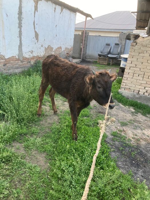 Продам тёлку 9 месяцев