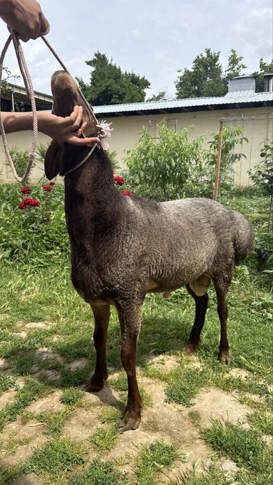 Qurbonlikga xonadonda boqilgan sog’lom qo’y
