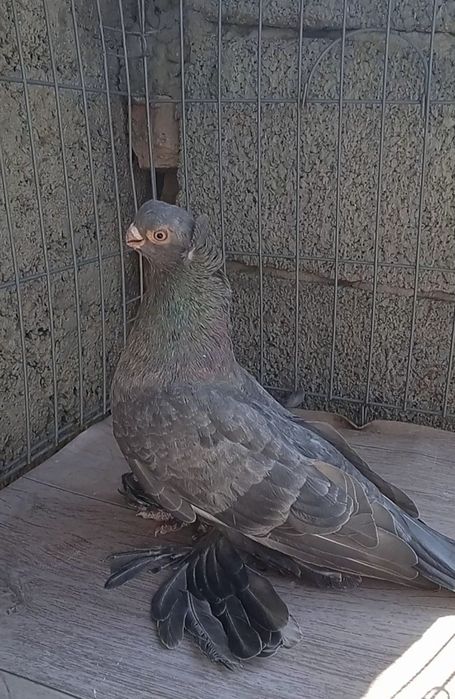 Челкарь самец молодой