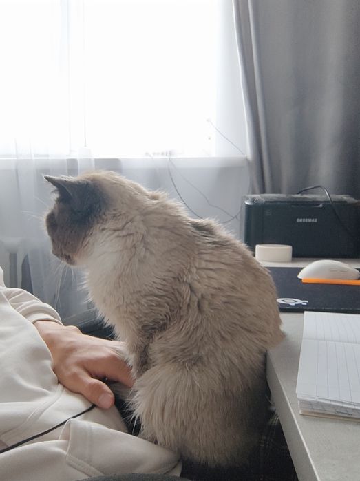 Потерялся кот каскелен