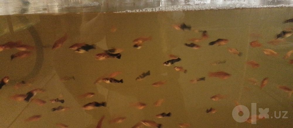 Akvarium balik optom