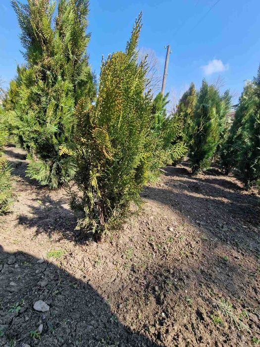 Източна туя за продан от с. Поликраище, Великотърновско