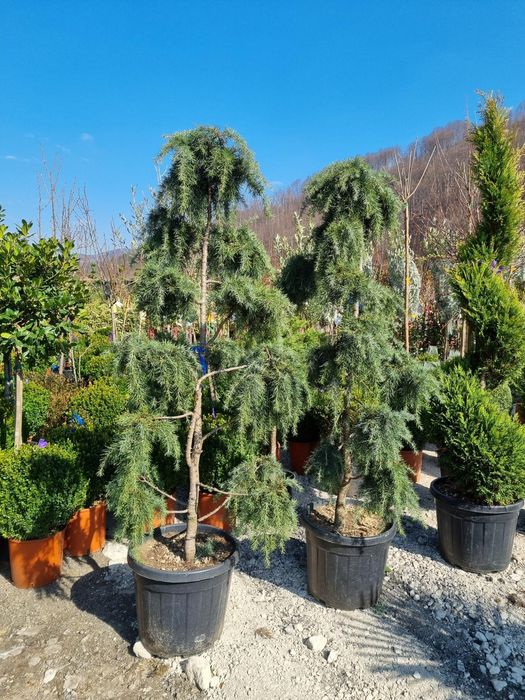 Plante ornamentale