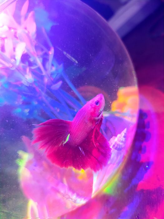 Аквариум и рыбка петушок