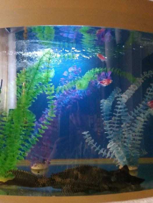 Продам аквариум срочно
