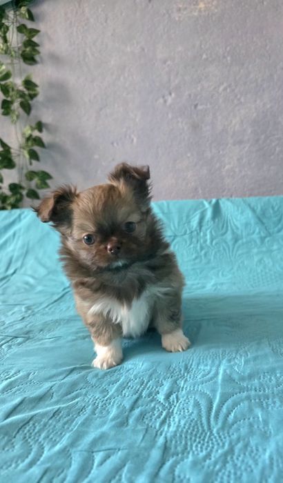 Чихуахуа момченца