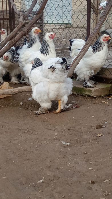 Продам Куры брама