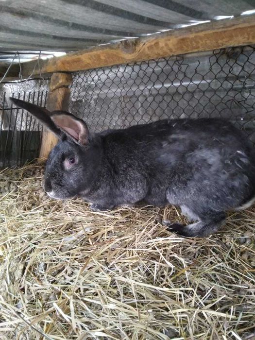 Кролики/не дорогой