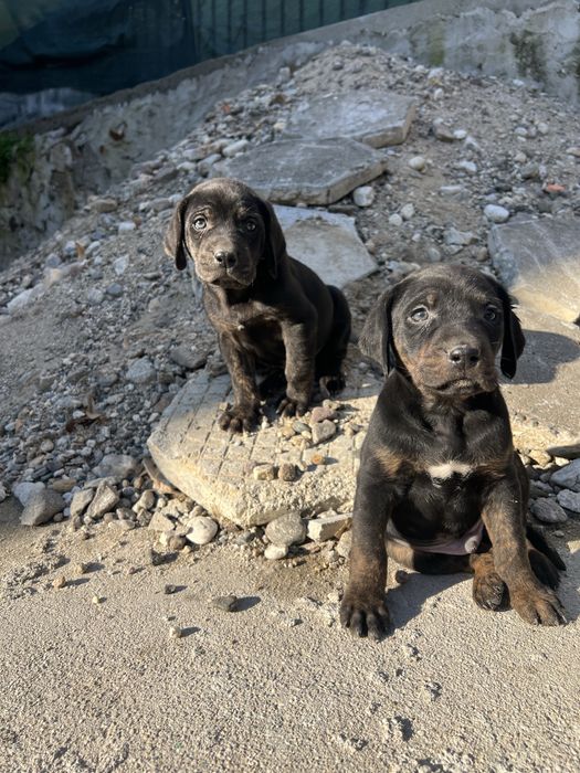 Подарявят се 3 мъжки кученца
