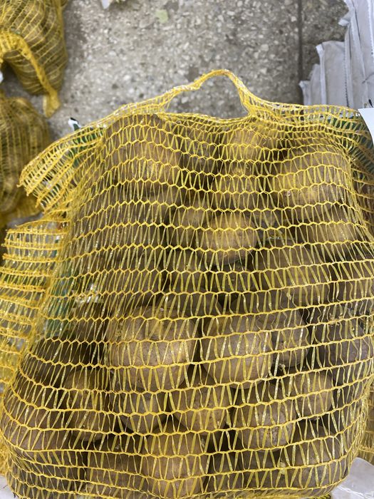 Картофель семенной