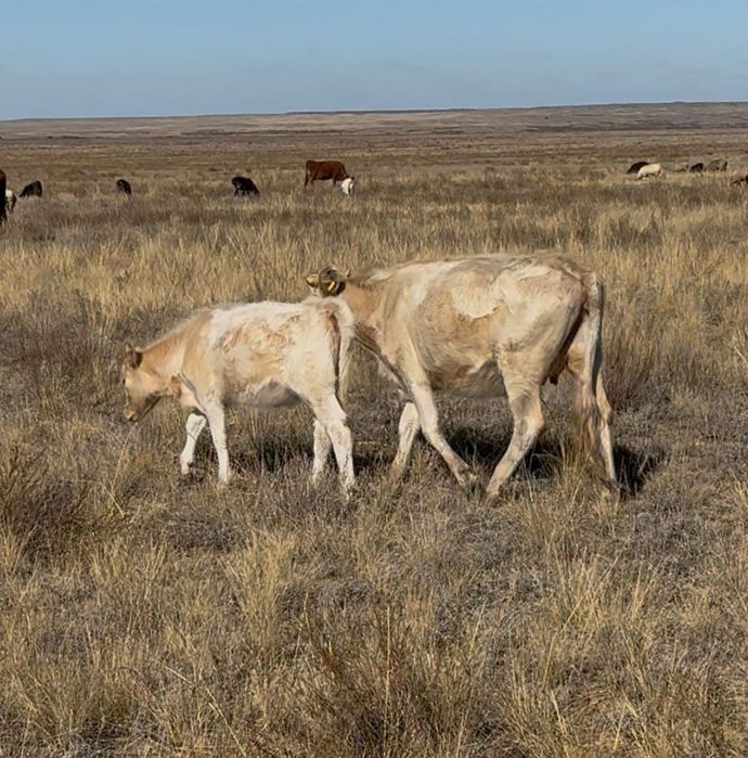 Сиыр баспак екеуи