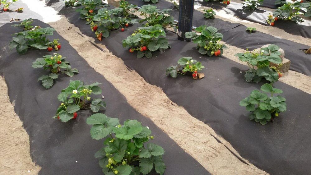 Агроволокно АгроЭл 60, (Мульча) Шир (1,6м-3,2м, -9,3 м)