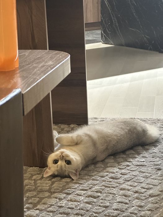 Britanskiy Shinshilla fold/ strayt mushukchalar sotiladi toza qon