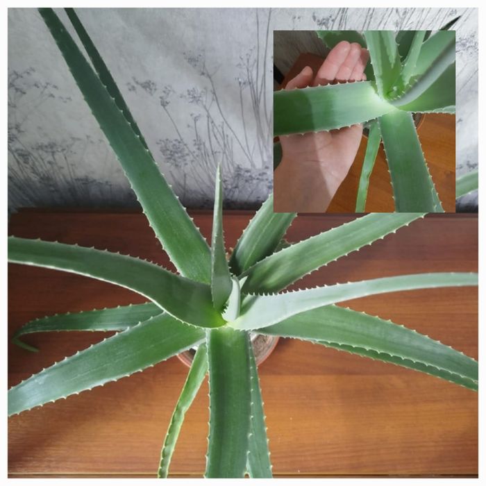 Алоэ вера (5-6 лет)