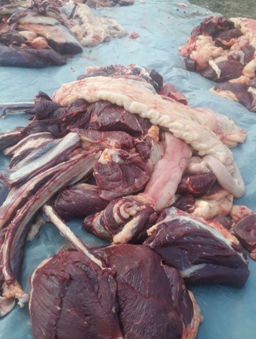 Жылқы еті жылкы ет соғым мясо согым