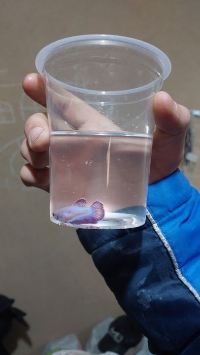 Baliqlar va akvarumlar arzon narxda sotiladi