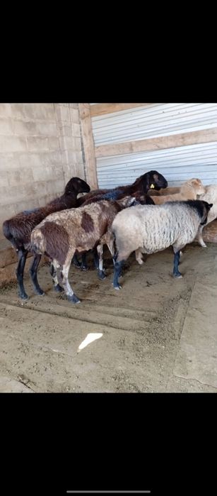 Бараны             .