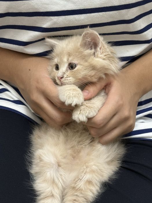 Сибирские котята чистой породы