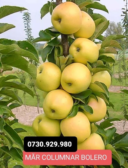 Pomi Fructiferi Columnari anul 3 calitate superioară