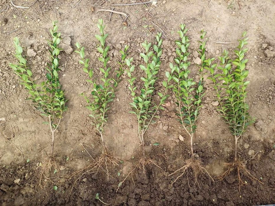 Лигуструм овалифолиум