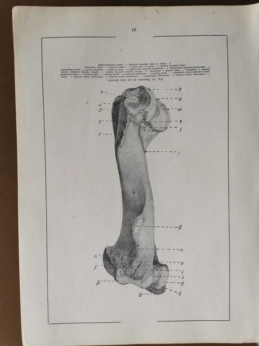 Atlas de Anatomie Comparativă