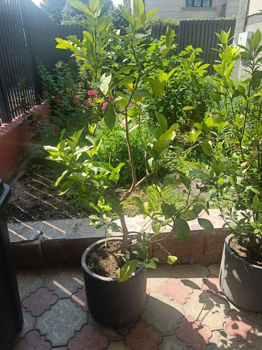 Продам лимоны в горшках