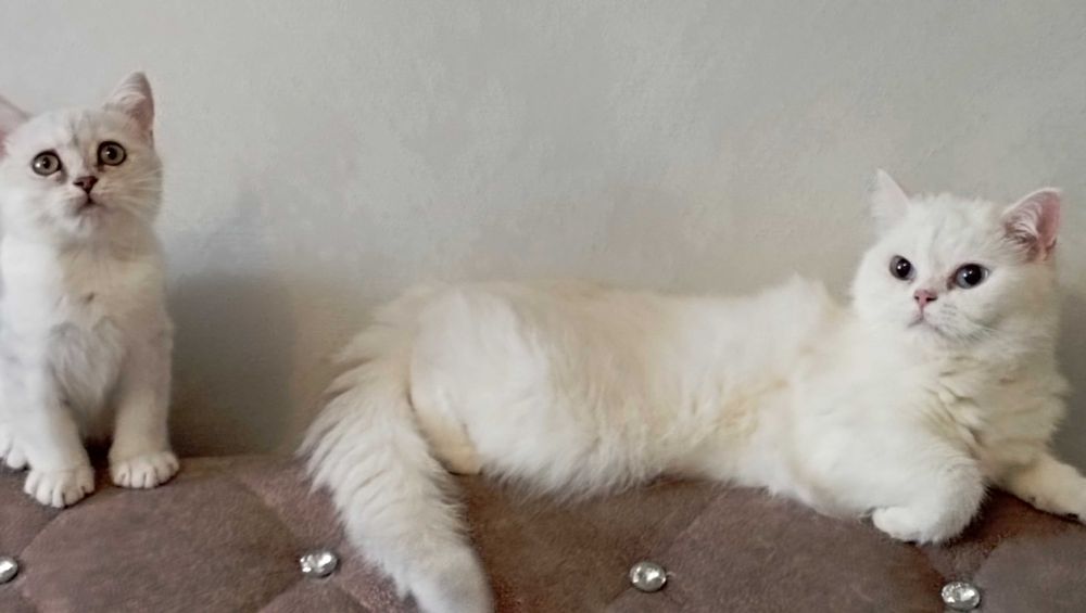 Британские шиншиллы