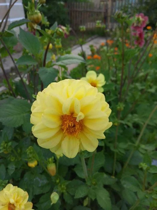 Продам дачу в Дамсе