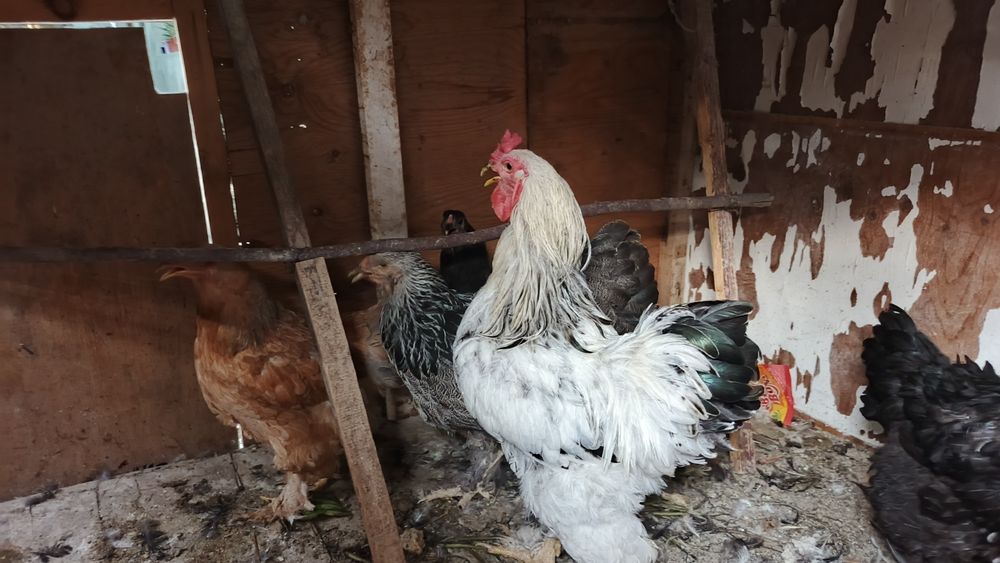 Tovuqla sotiladi narxirini telda gaplawamiz