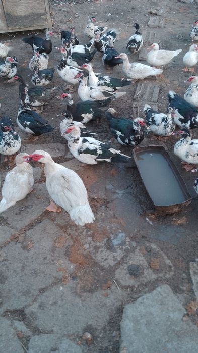 Vând Rațe/Rațoi crescute la curte