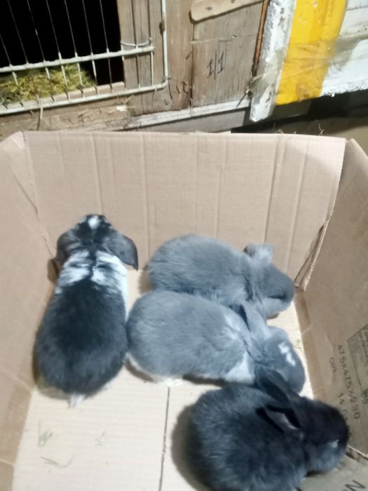 Продаются крольчата