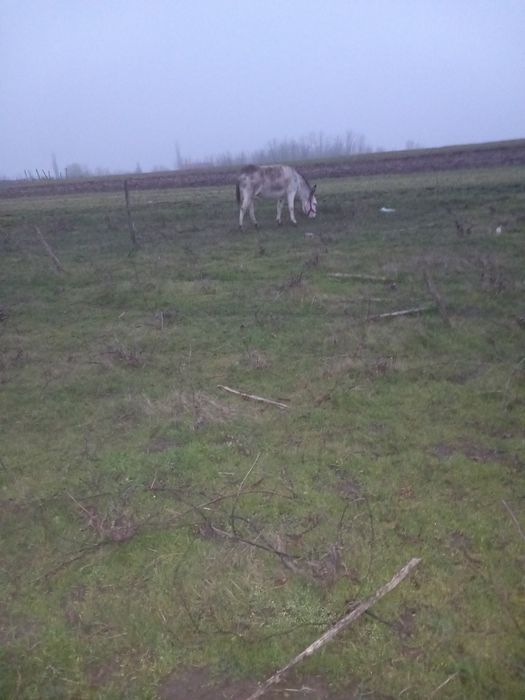 Vând magarita de oi