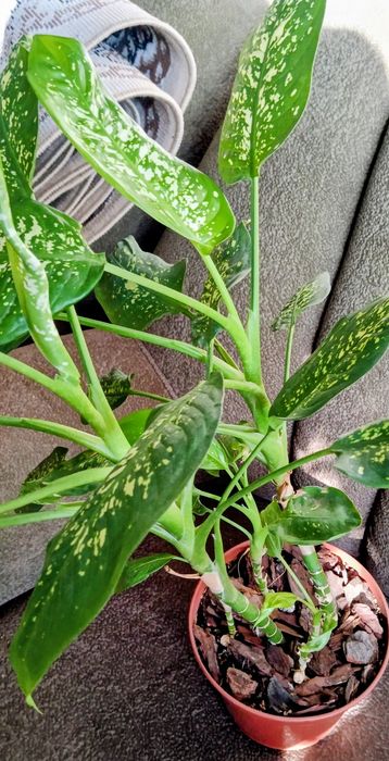 Бегония, диффенбахия