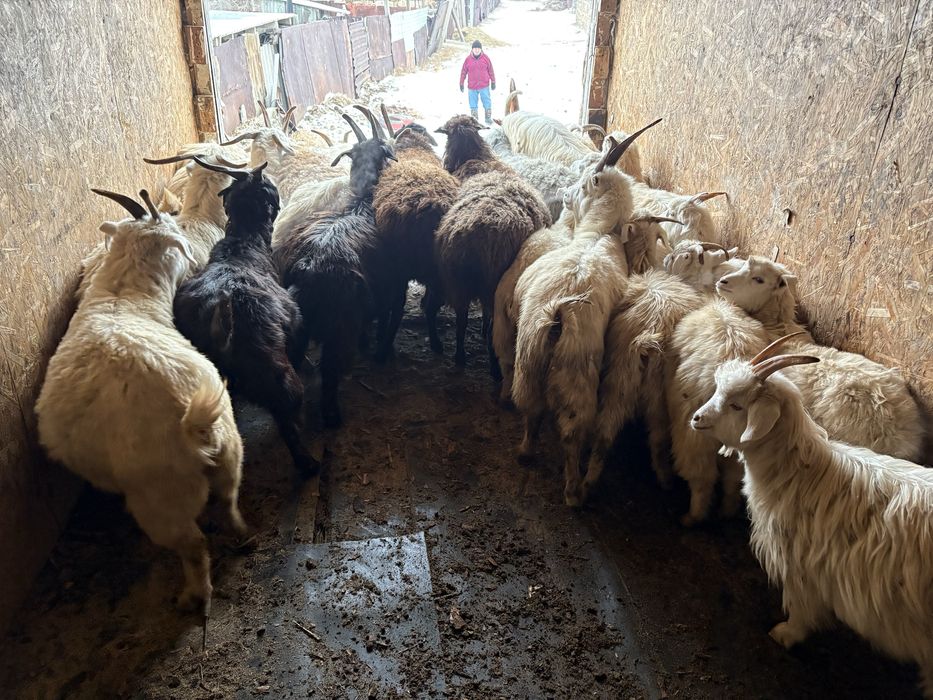 Козы 37 голов …..