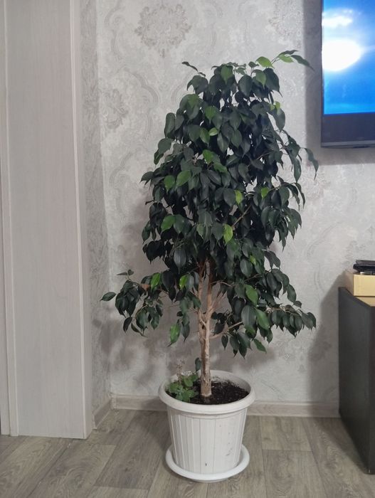 Продам фикус Бенджамина.