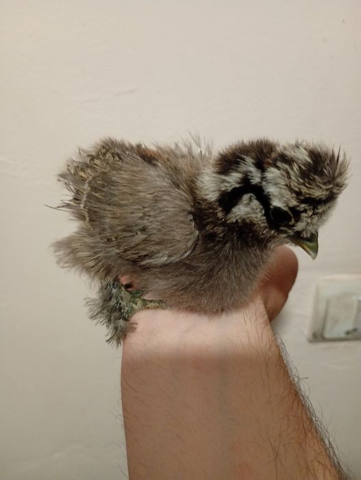 Silkie mătase japoneza, pui găini și cocoși!