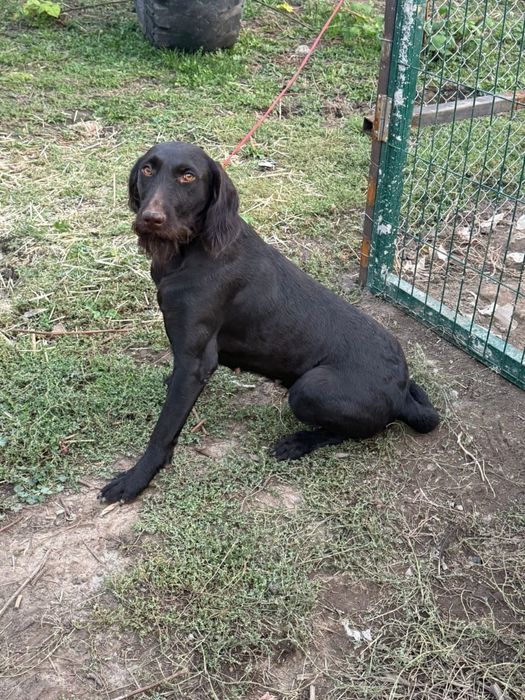 В продаже Дратхаар сука