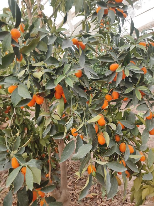 Kumkuvat mevasi shirin