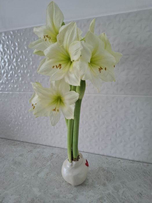 Амариллис Лимон-лайм