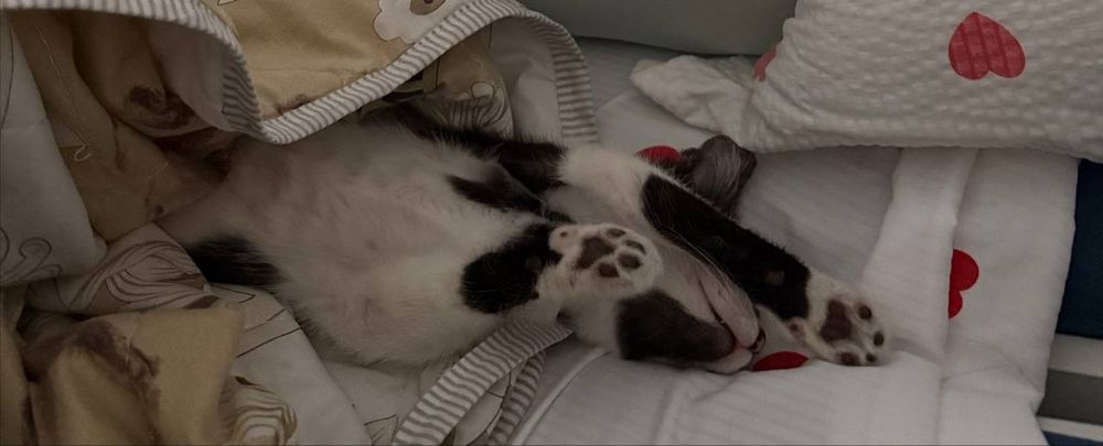 Отдам котёнка в добрые руки