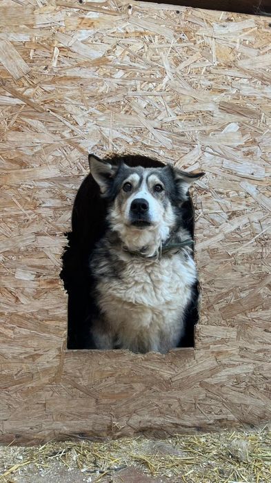 Ягодка ищет дом.